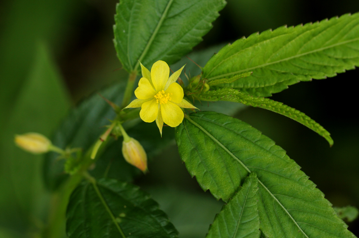 Corchorus trilocularis Corchorus trilocularis