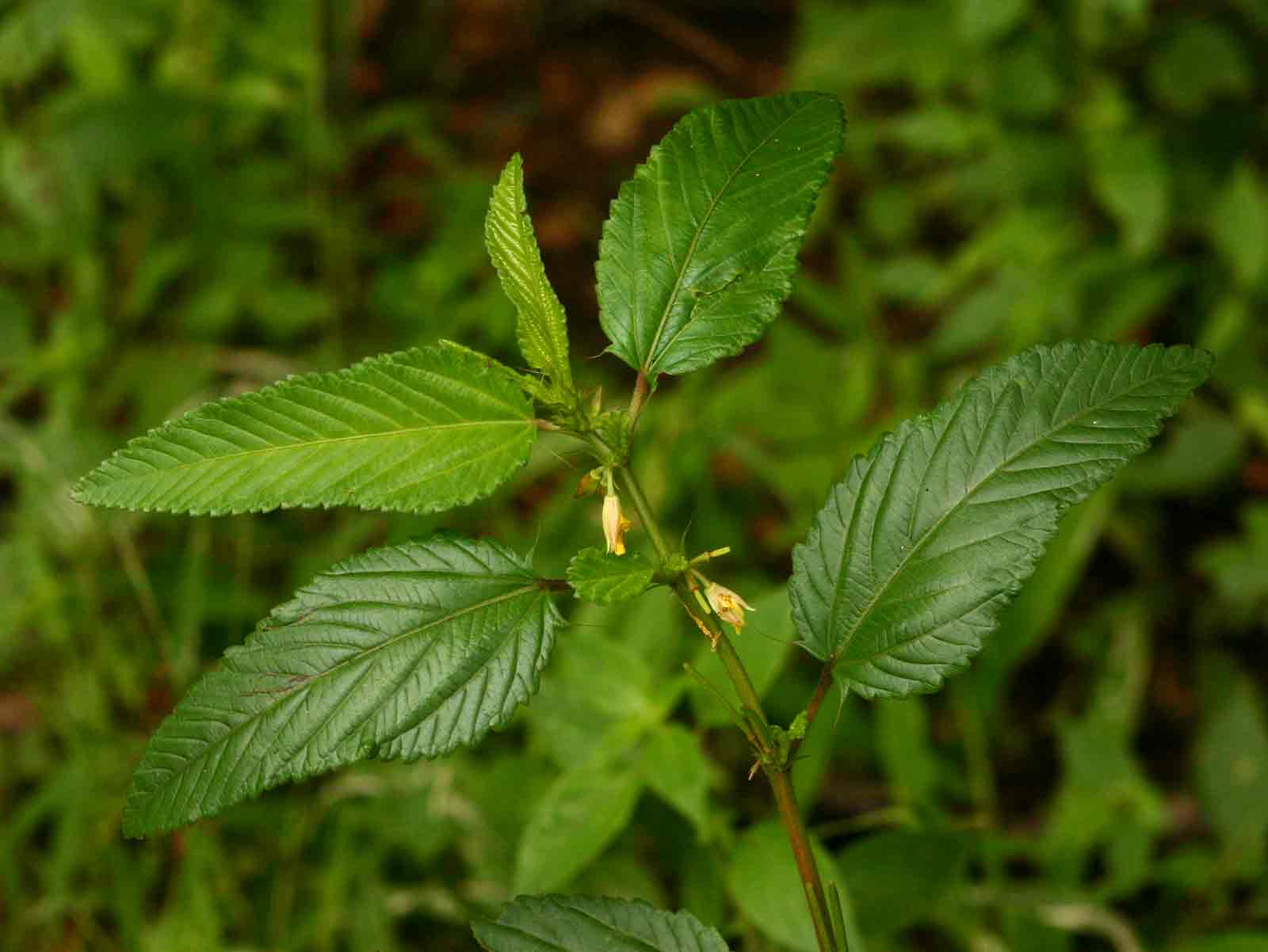 Corchorus trilocularis