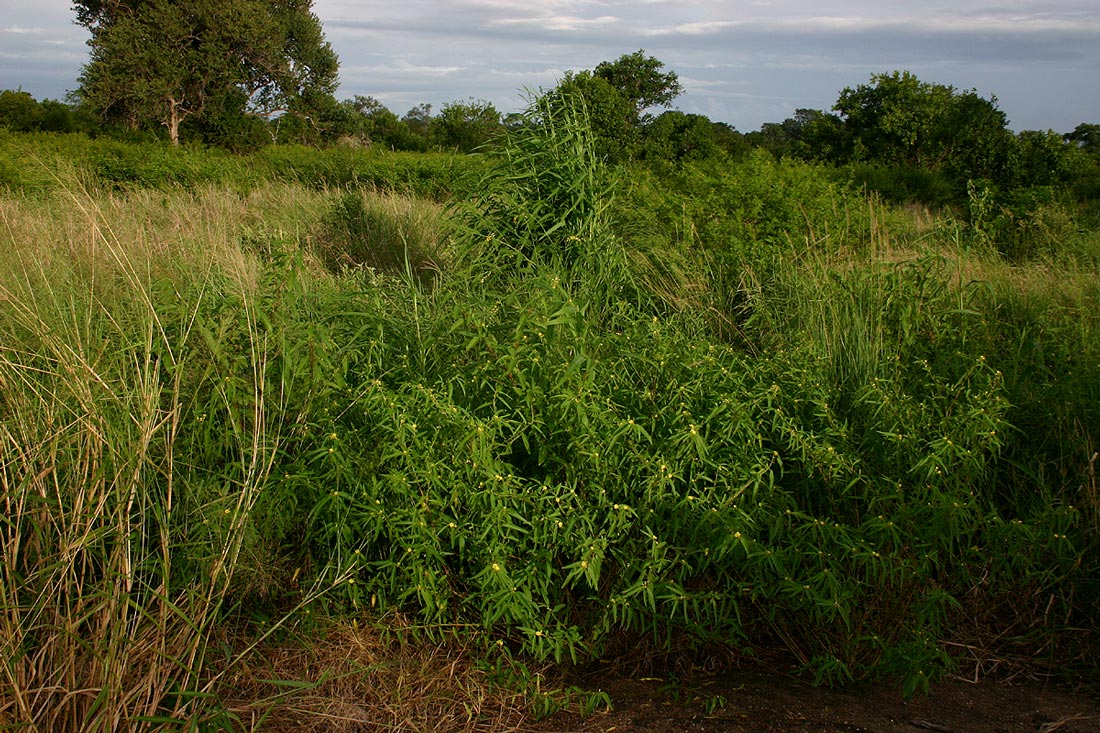 Corchorus trilocularis