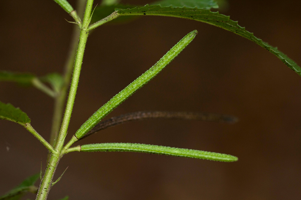 Corchorus trilocularis