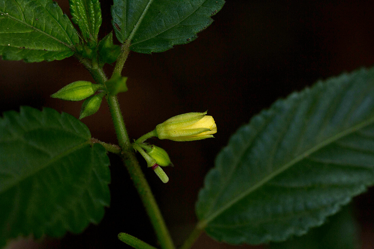 Corchorus trilocularis