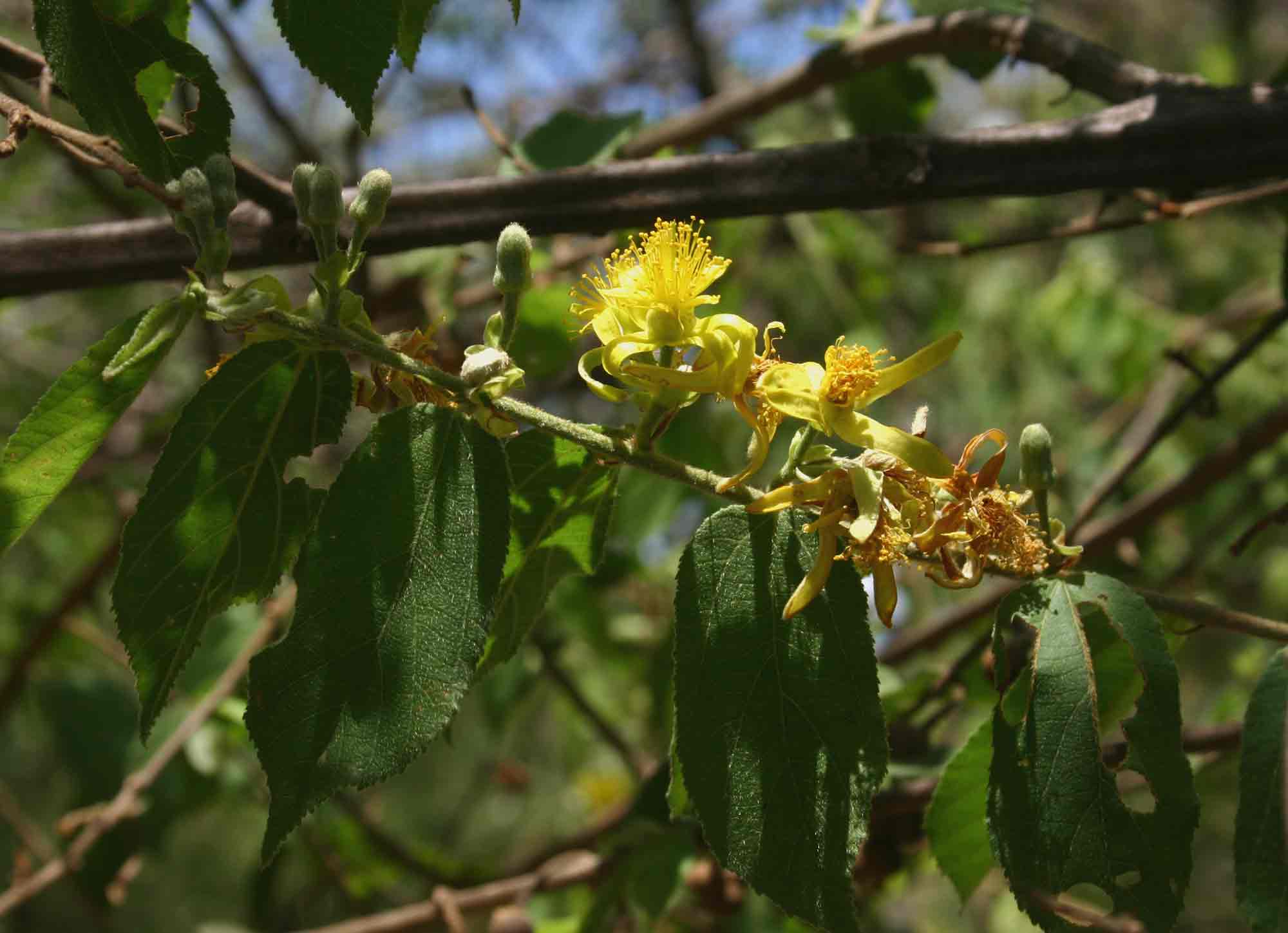 Grewia flavescens var. flavescens