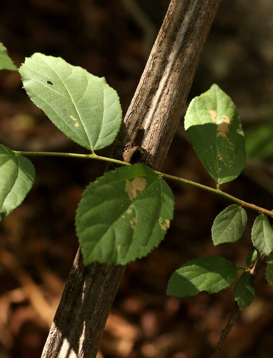 Grewia flavescens var. flavescens