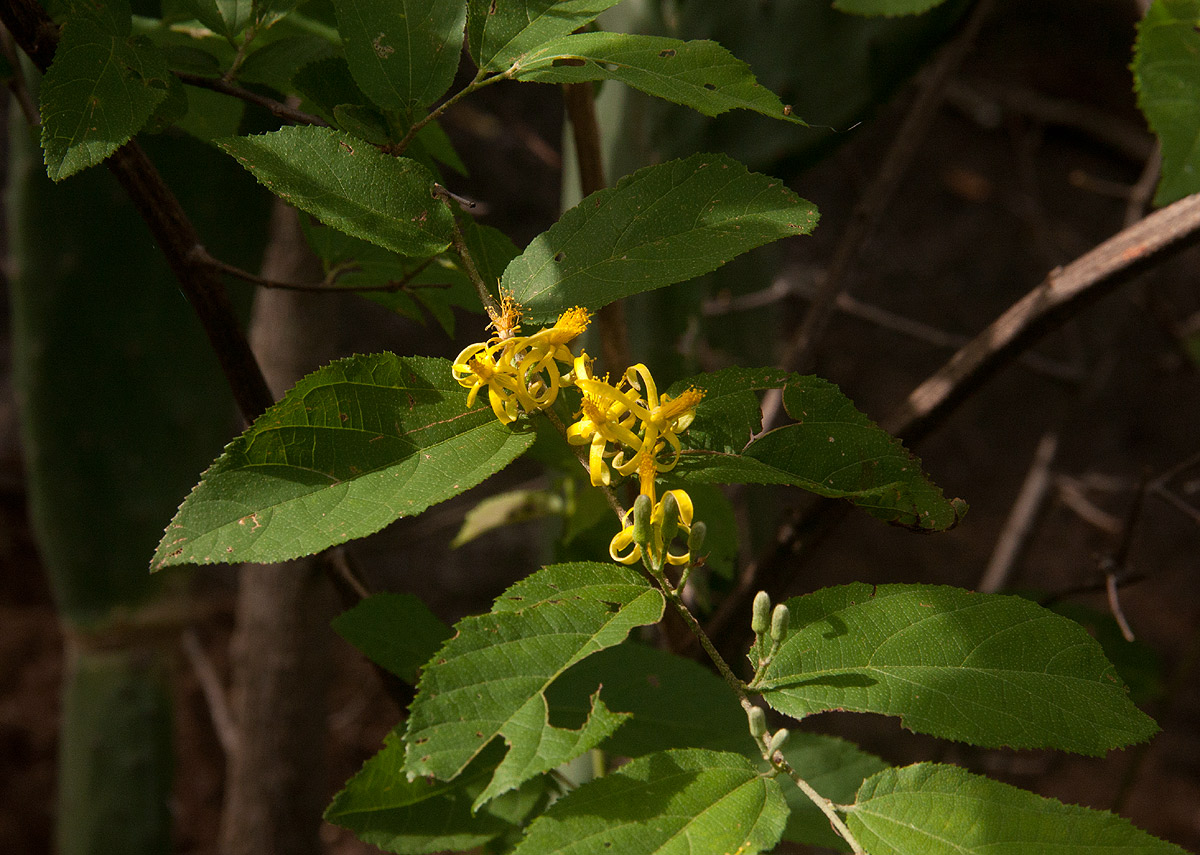Grewia flavescens var. flavescens