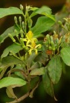 Grewia flavescens var. flavescens