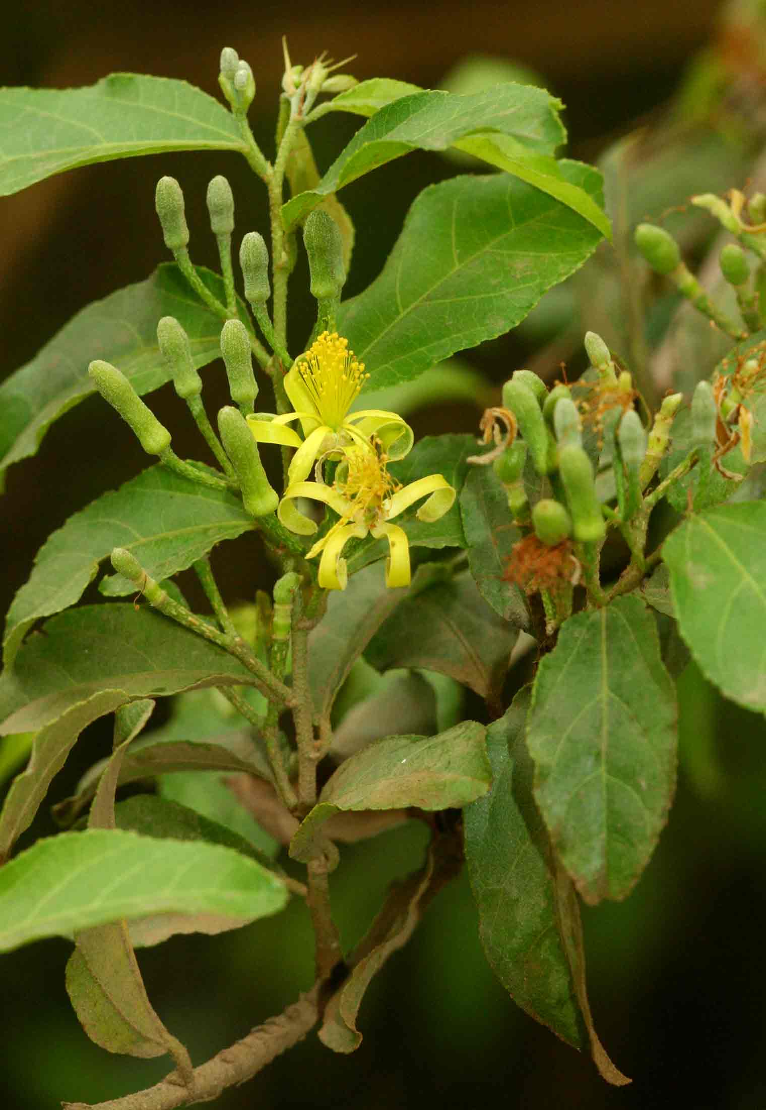 Grewia flavescens var. flavescens