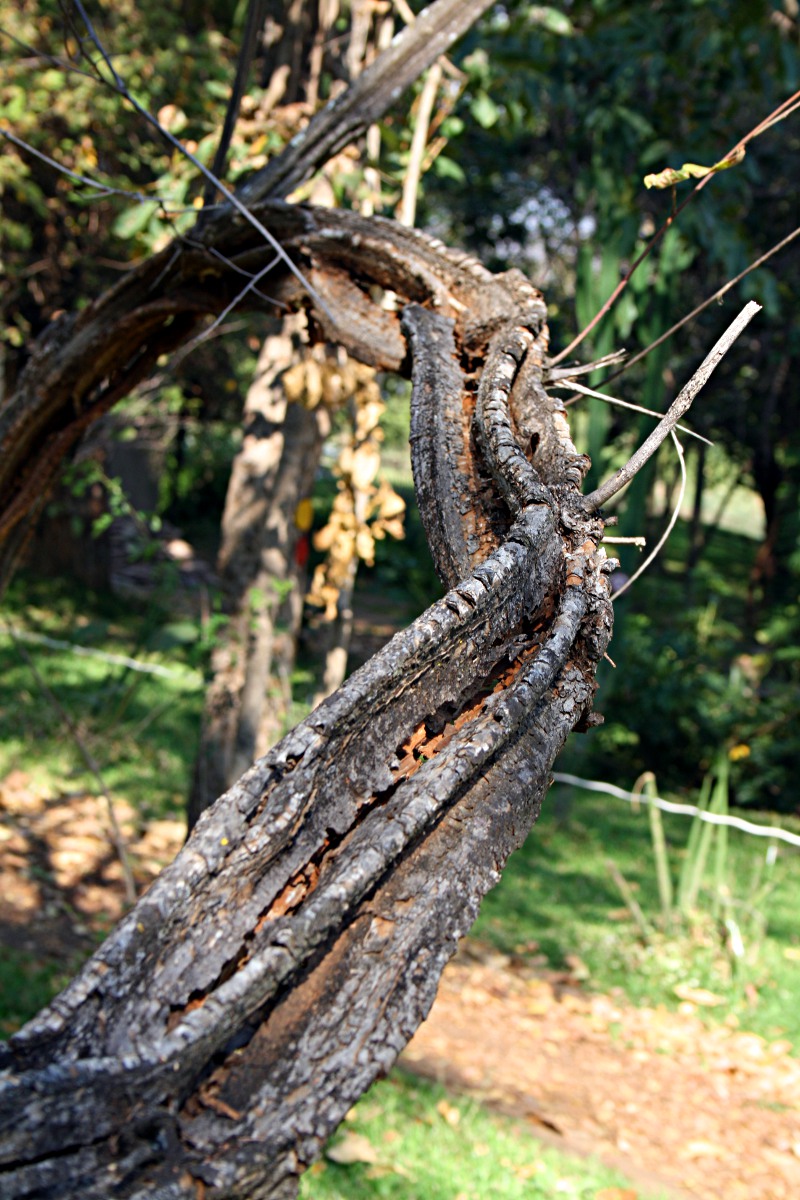 Grewia flavescens var. flavescens