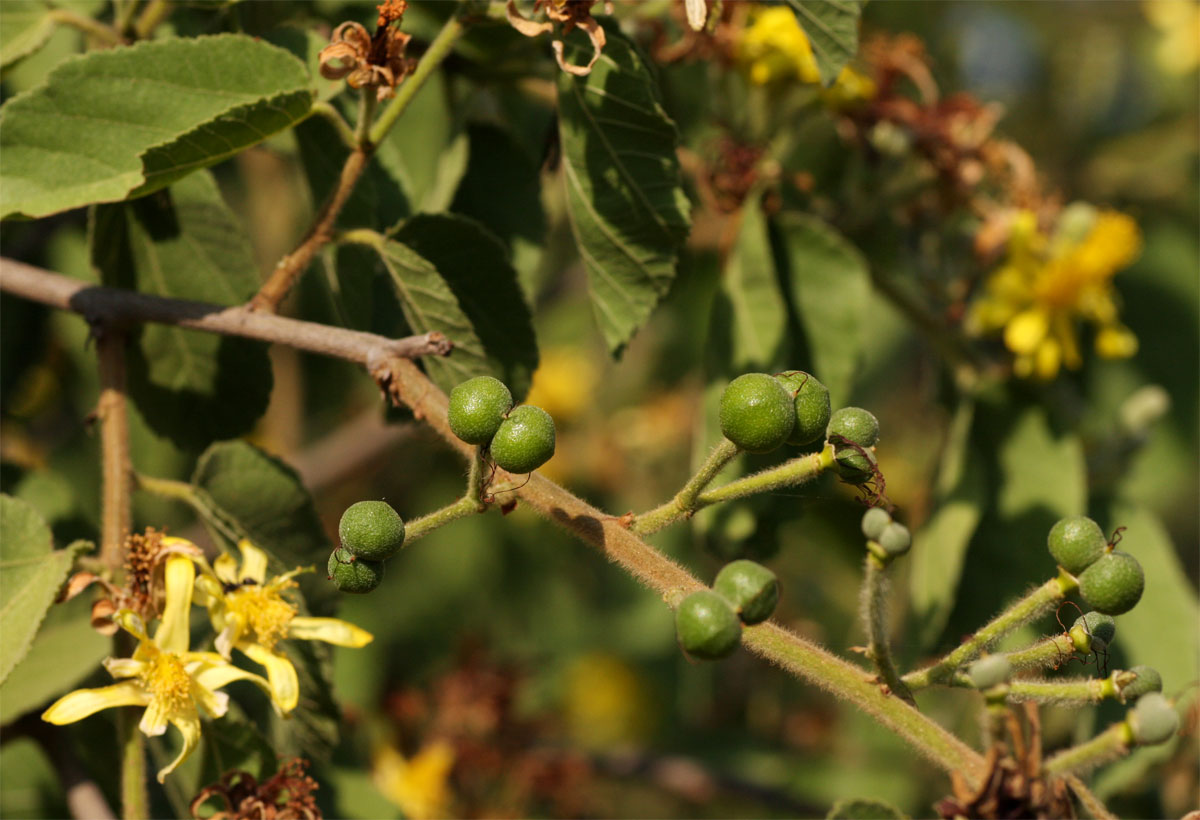 Grewia olukondae Grewia olukondae