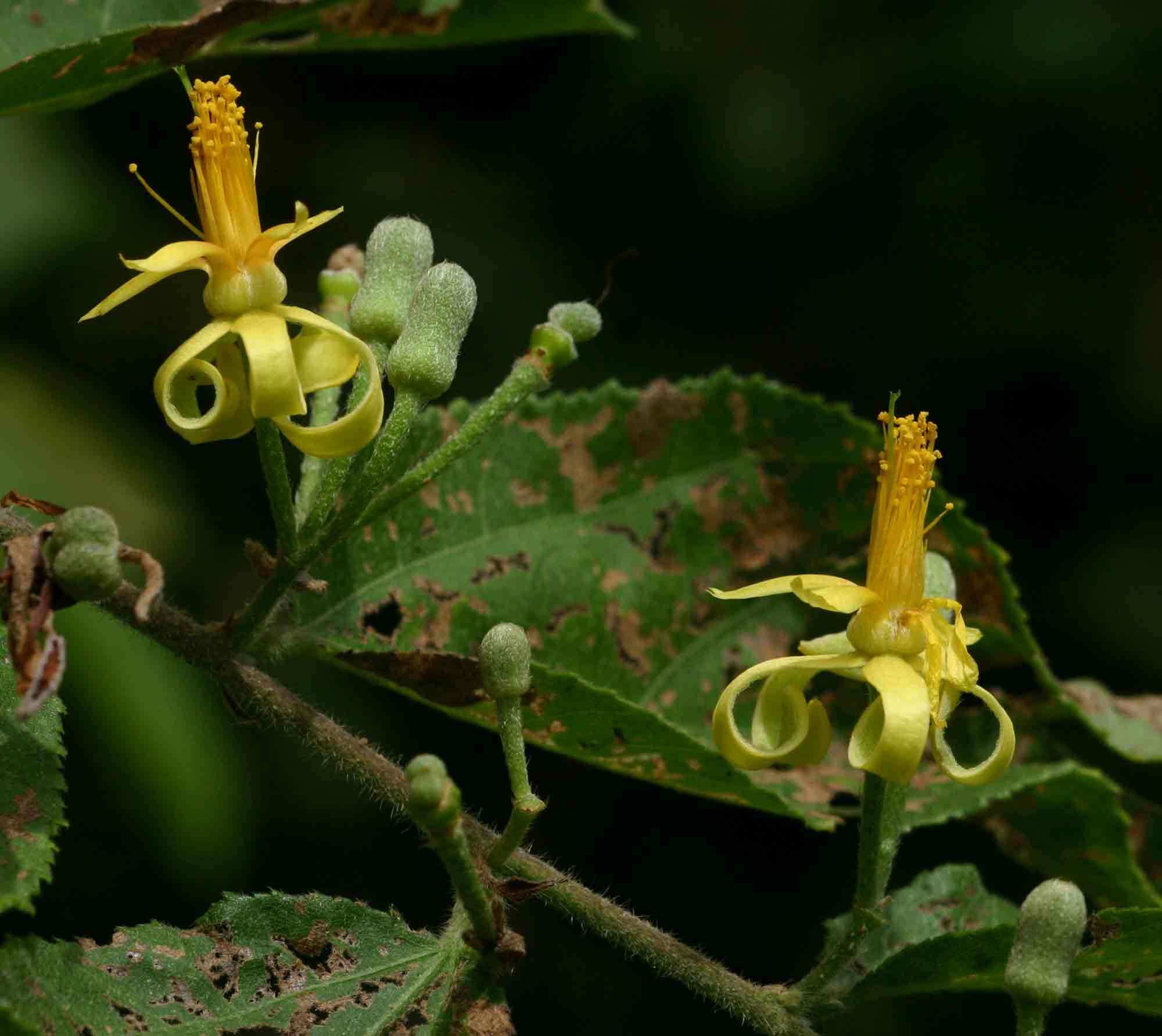 Grewia olukondae Grewia olukondae