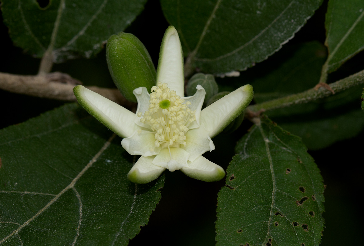 Grewia pachycalyx