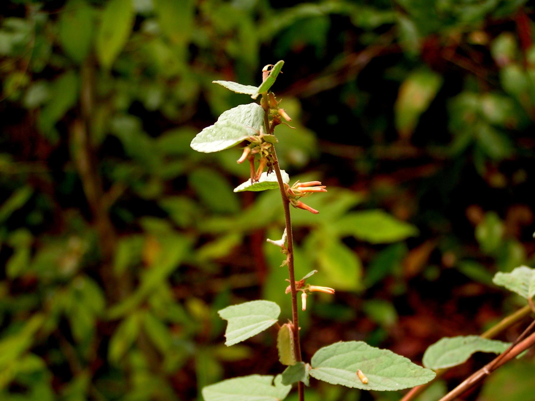 Triumfetta dekindtiana Triumfetta dekindtiana