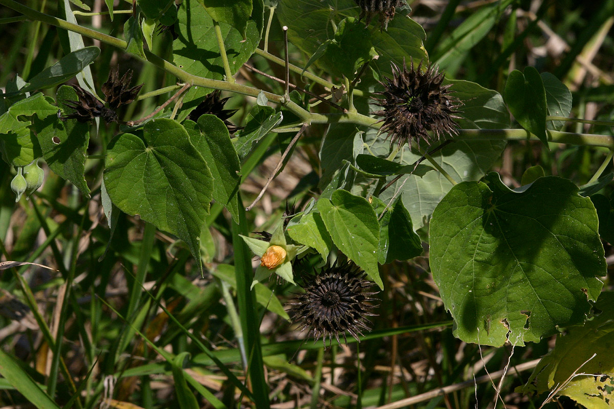 Abutilon mauritianum Abutilon mauritianum