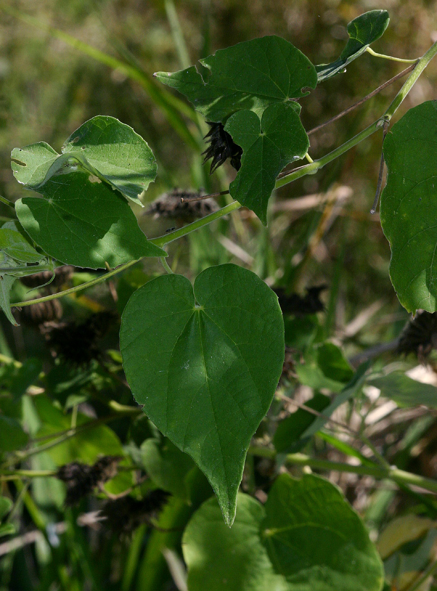 Abutilon mauritianum Abutilon mauritianum