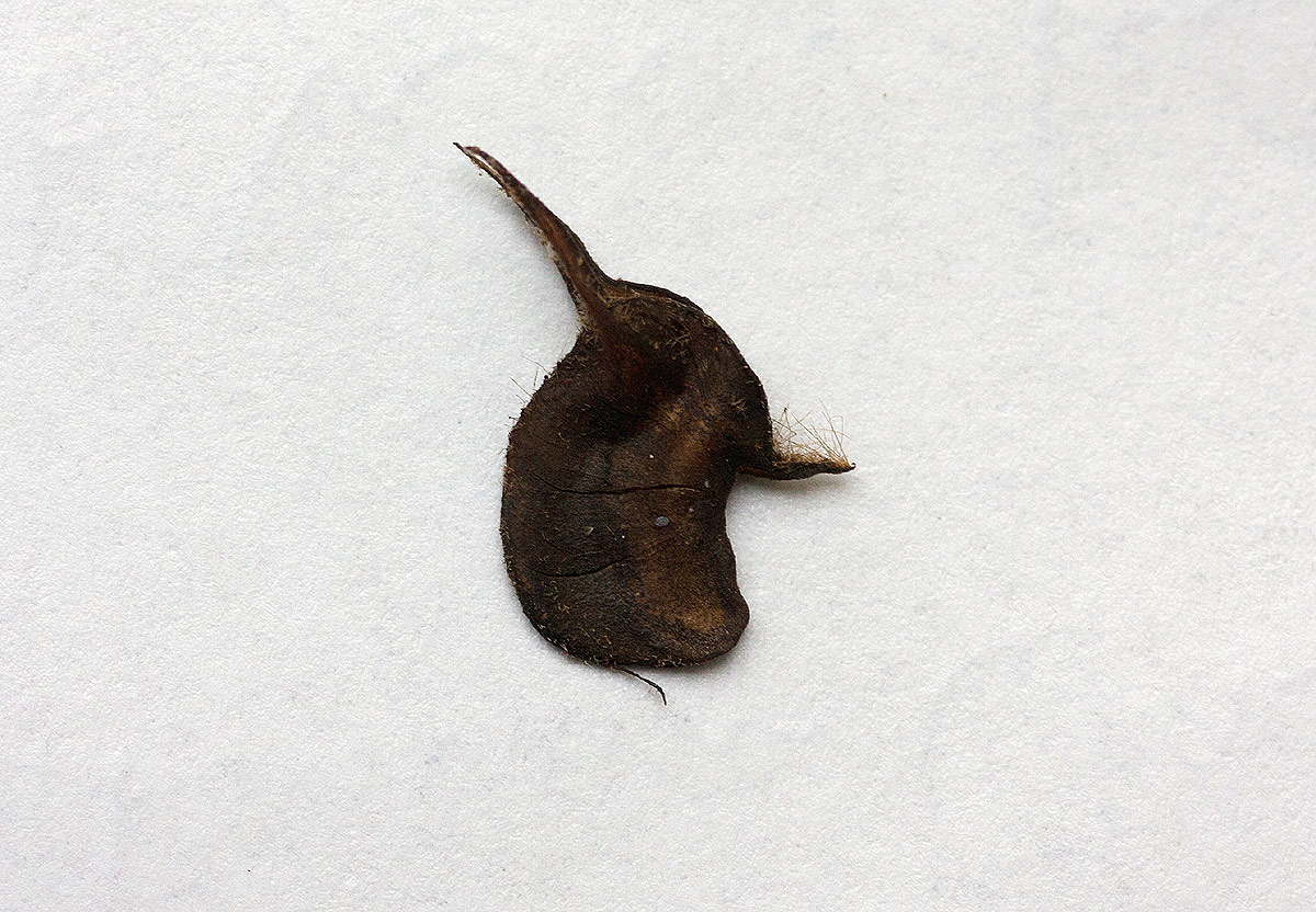 Abutilon mauritianum Abutilon mauritianum