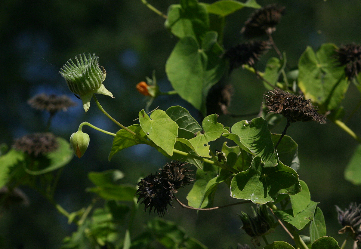 Abutilon mauritianum Abutilon mauritianum