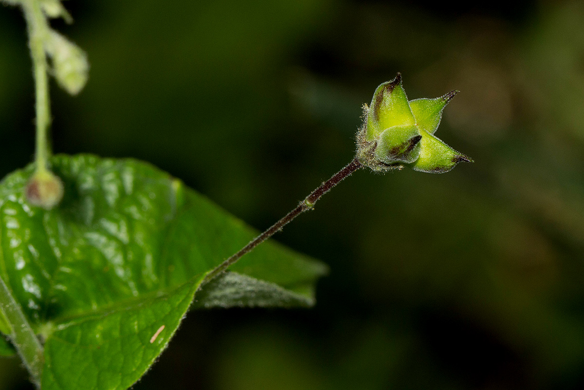 Wissadula rostrata Wissadula rostrata