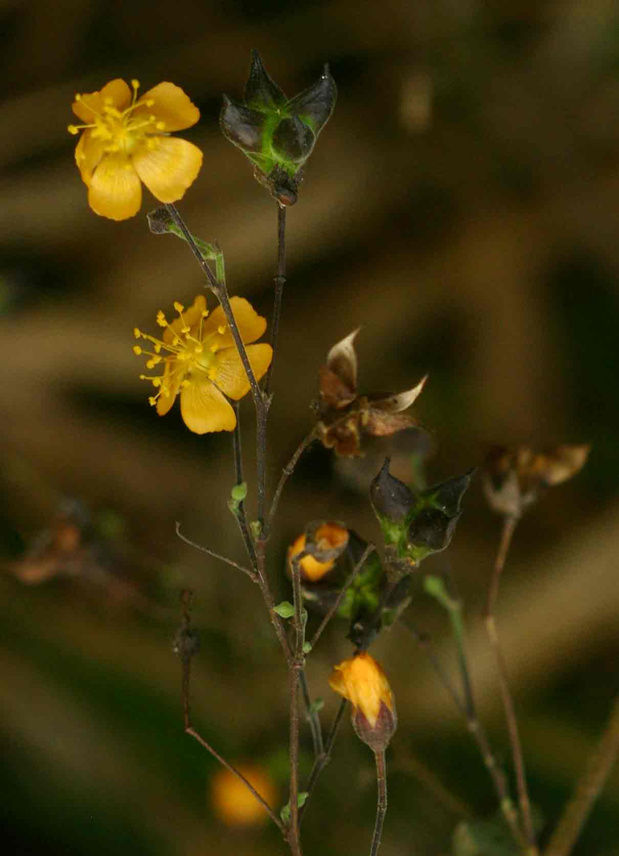 Wissadula rostrata