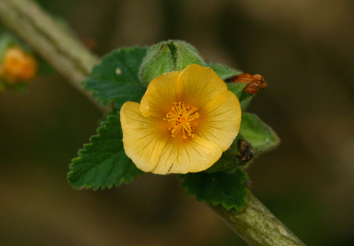Sida cordifolia subsp. maculata