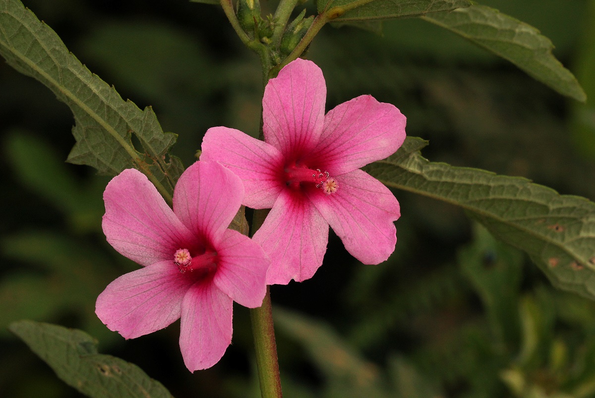 Urena lobata Urena lobata