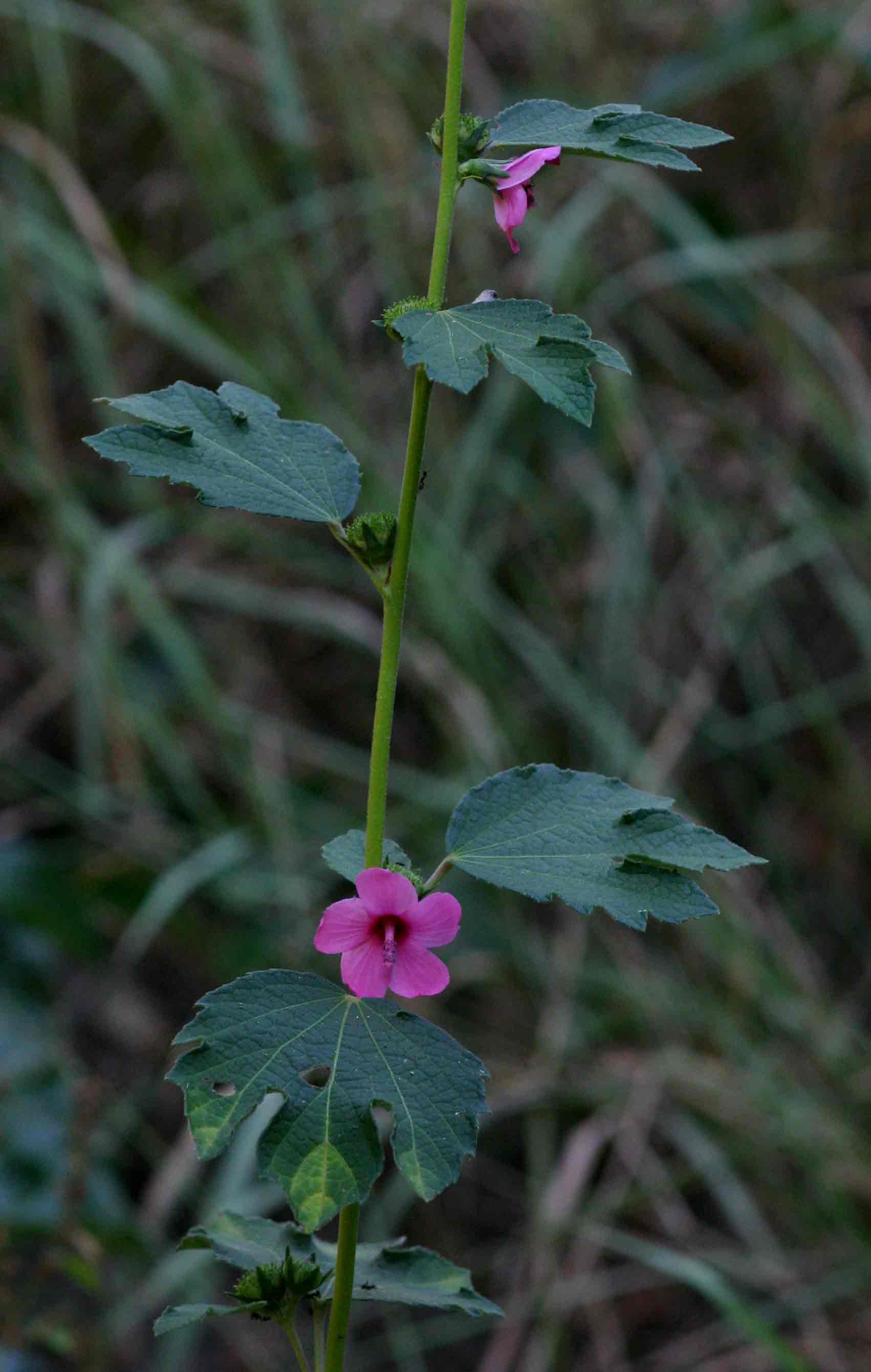 Urena lobata Urena lobata