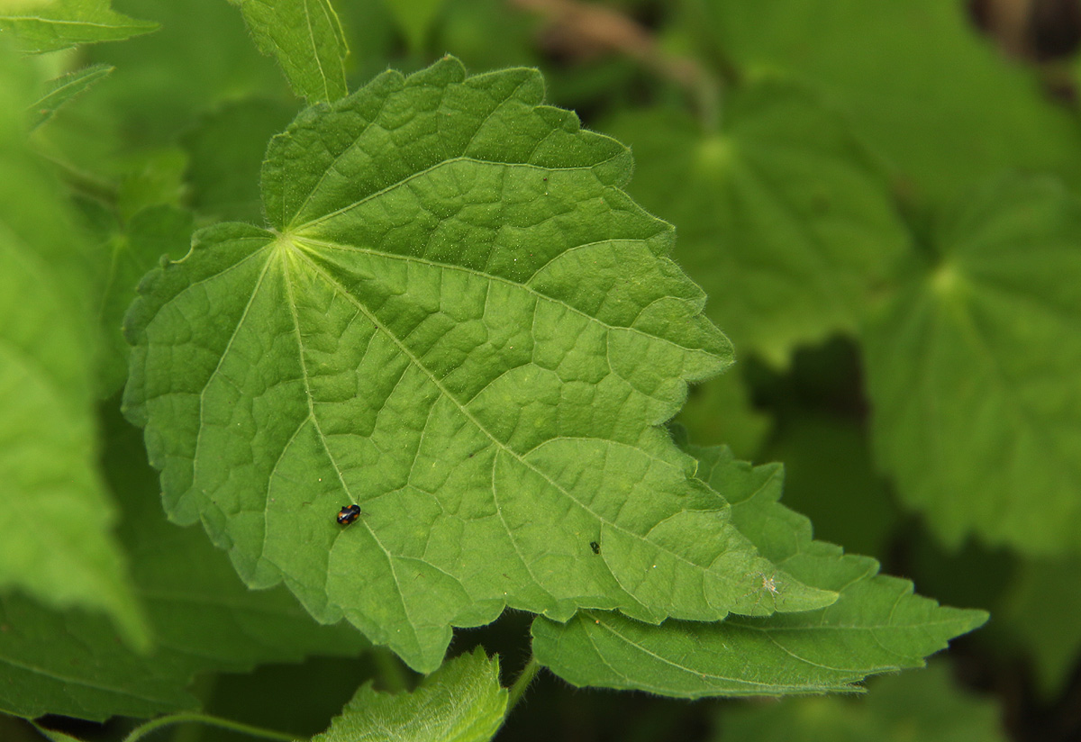 Pavonia burchellii Pavonia burchellii