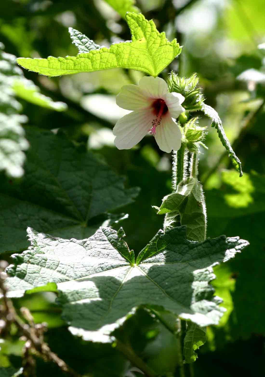 Pavonia urens var. urens Pavonia urens var. urens