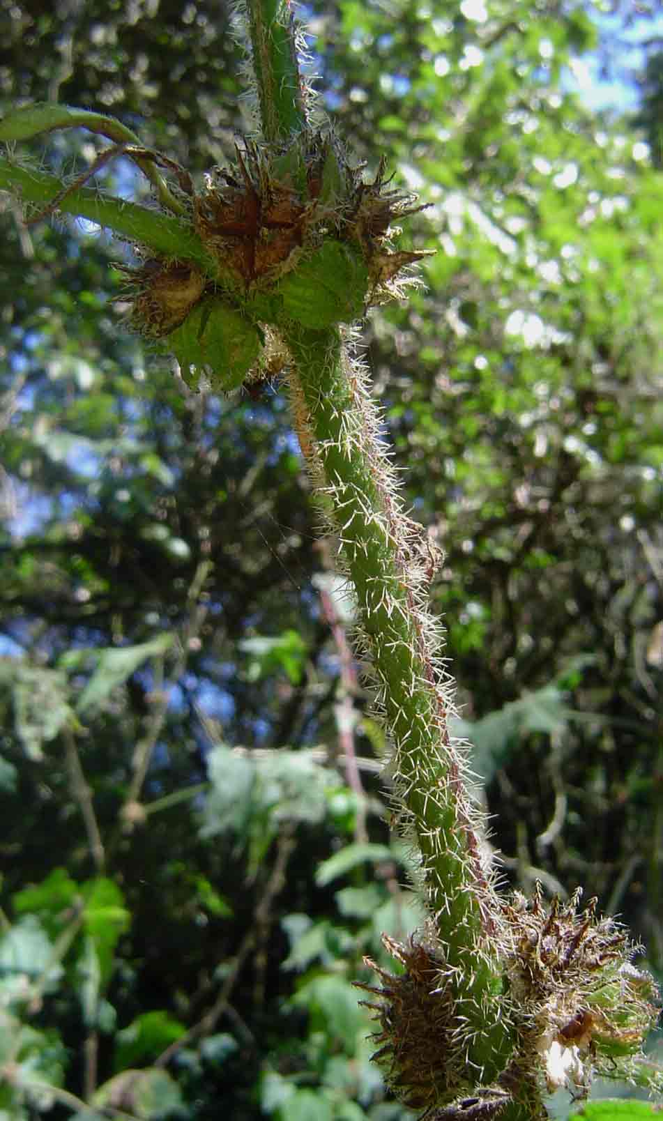 Pavonia urens var. urens Pavonia urens var. urens