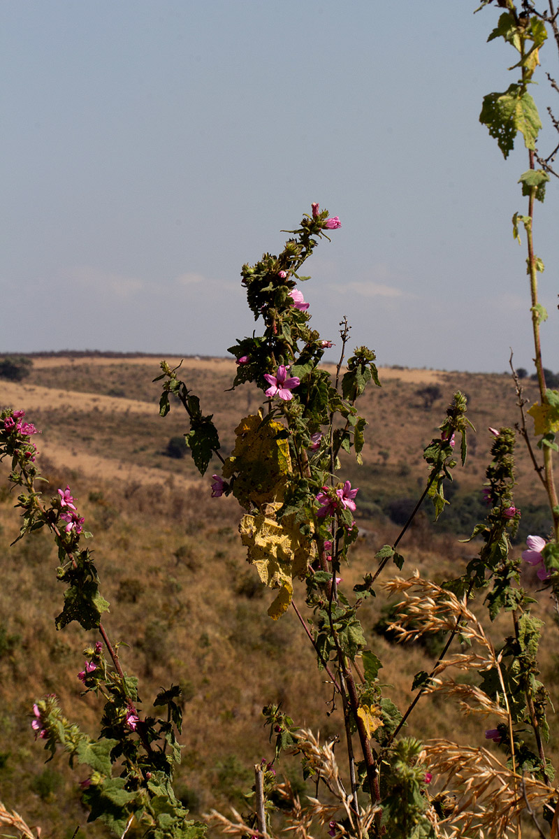 Pavonia urens var. urens Pavonia urens var. urens