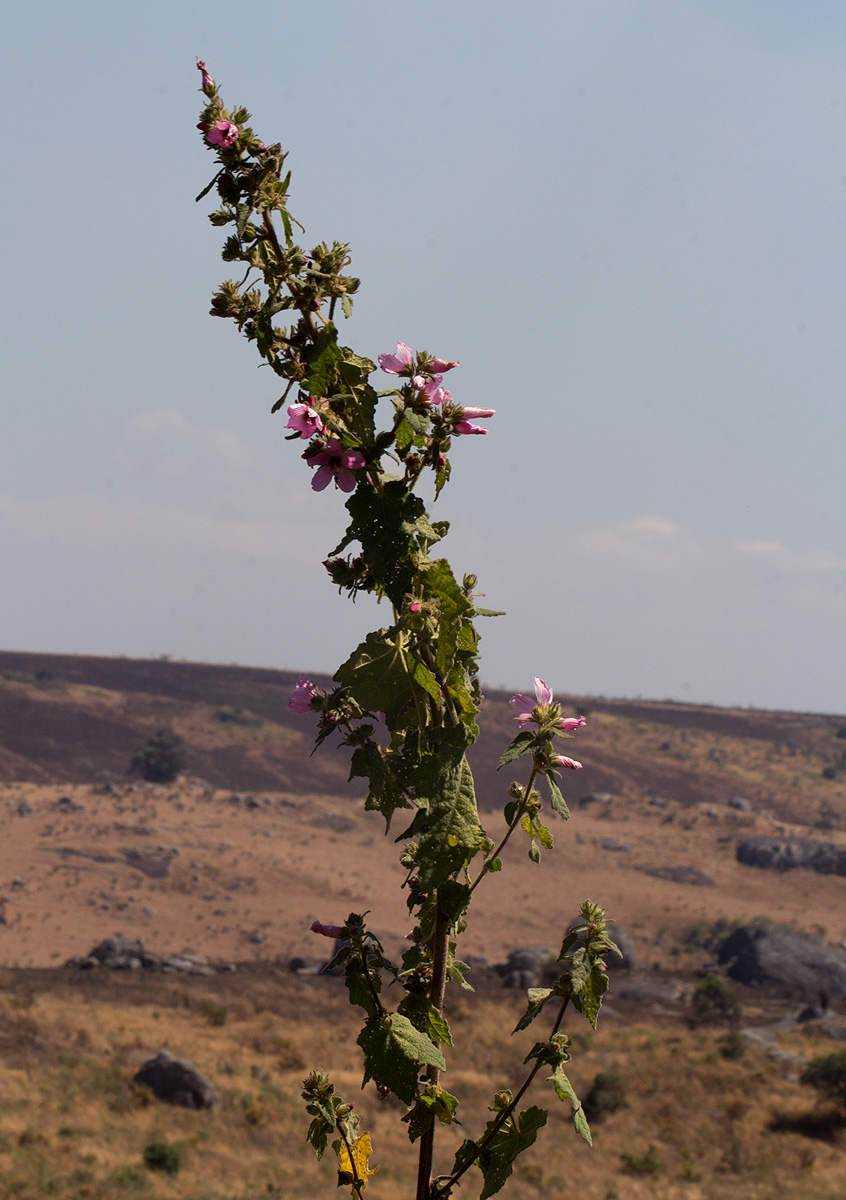 Pavonia urens var. urens