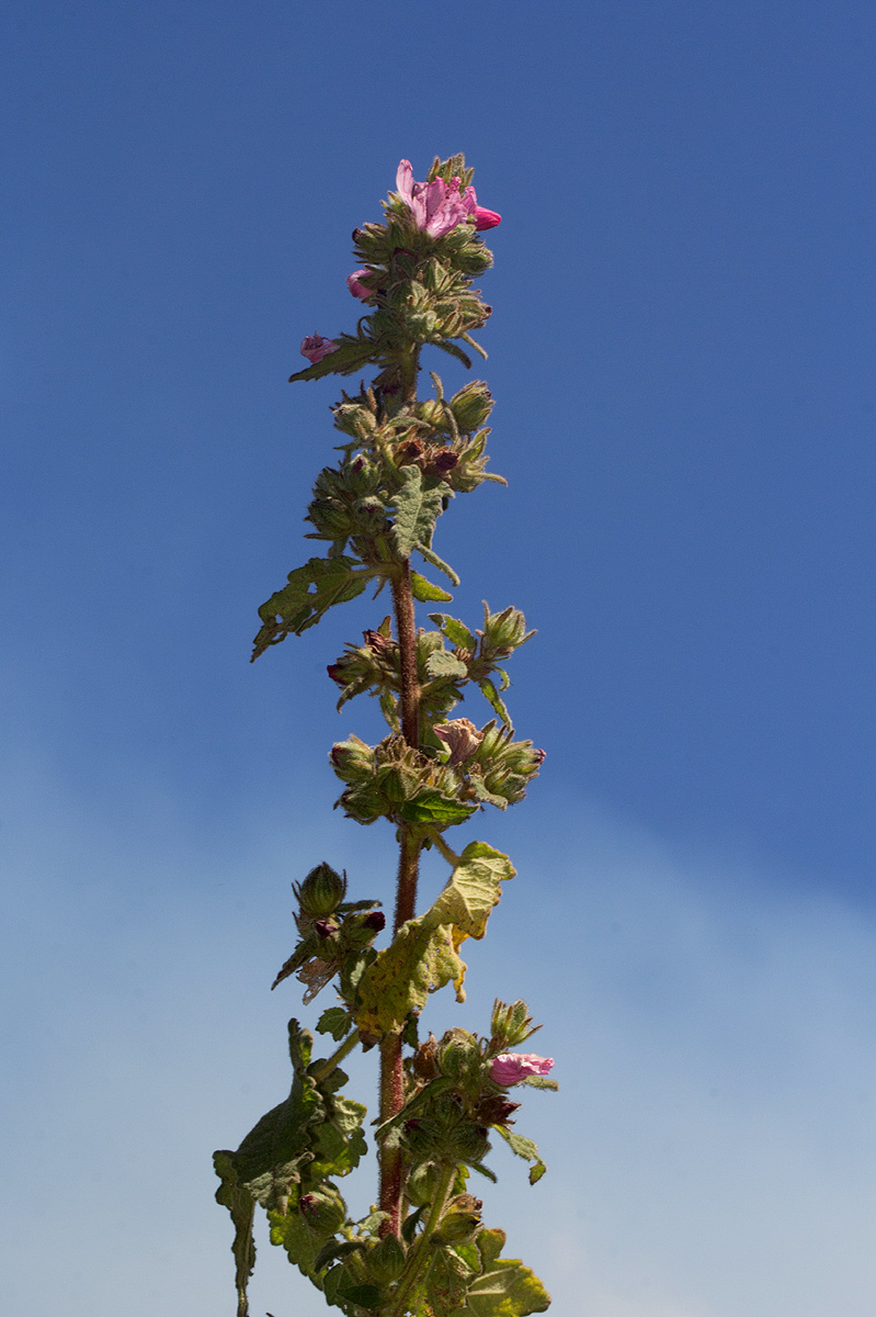 Pavonia urens var. urens