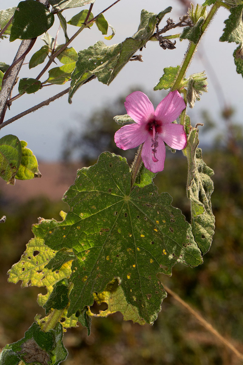 Pavonia urens var. urens