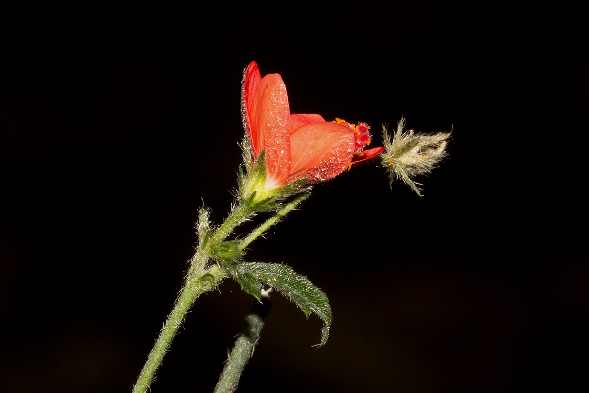 Hibiscus allenii