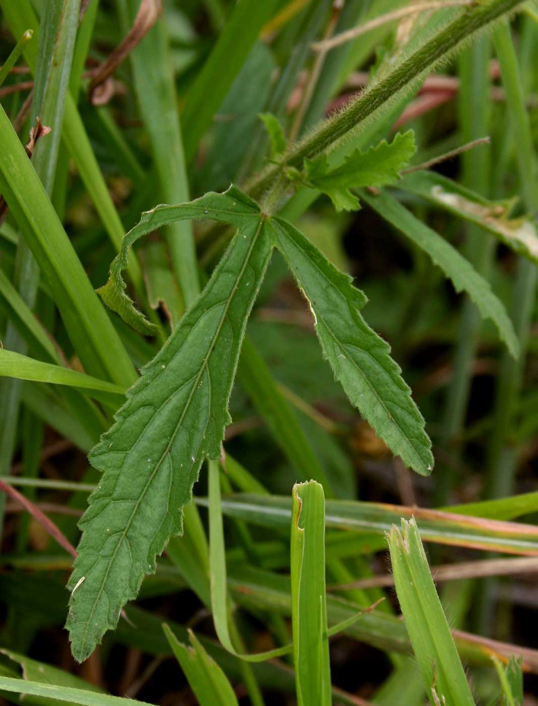 Hibiscus allenii Hibiscus allenii