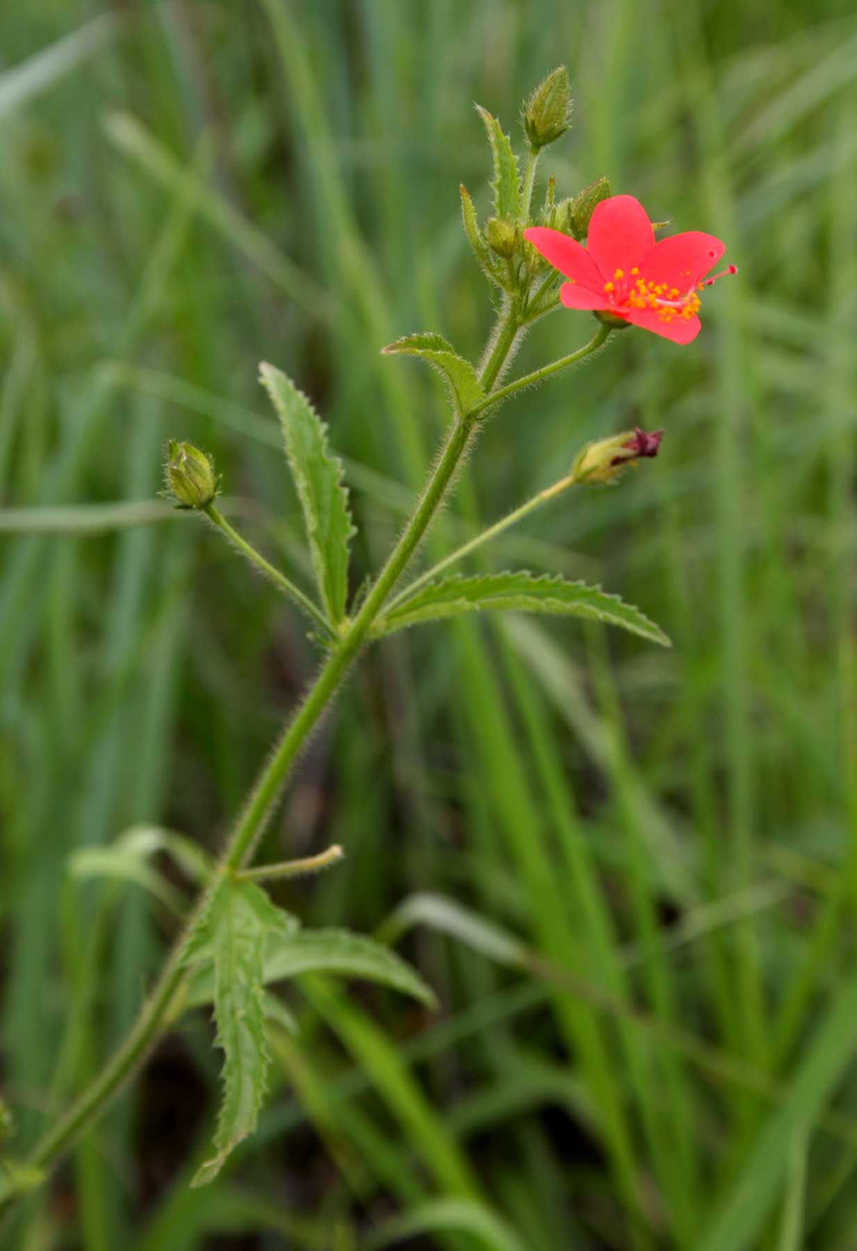 Hibiscus allenii Hibiscus allenii