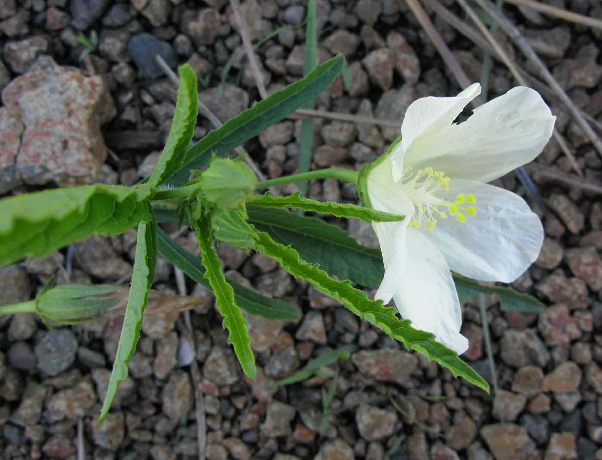 Hibiscus articulatus Hibiscus articulatus