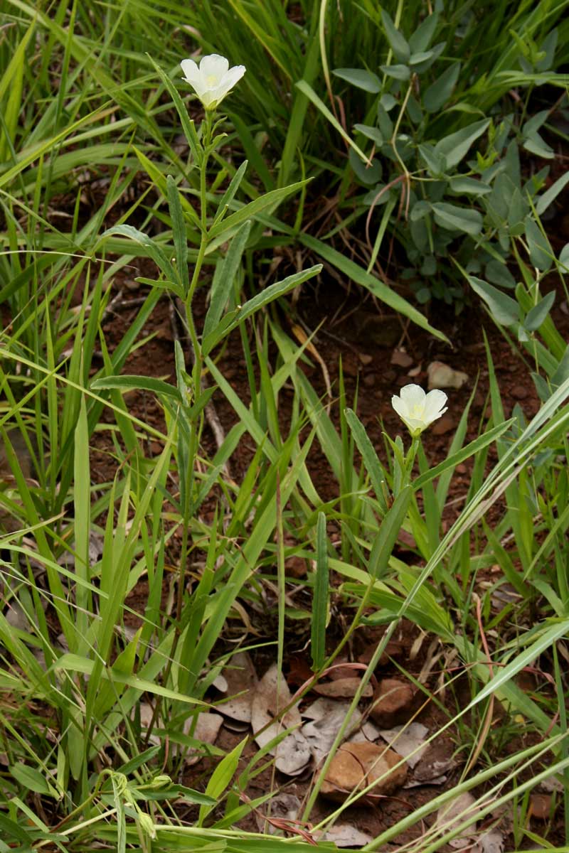 Hibiscus articulatus