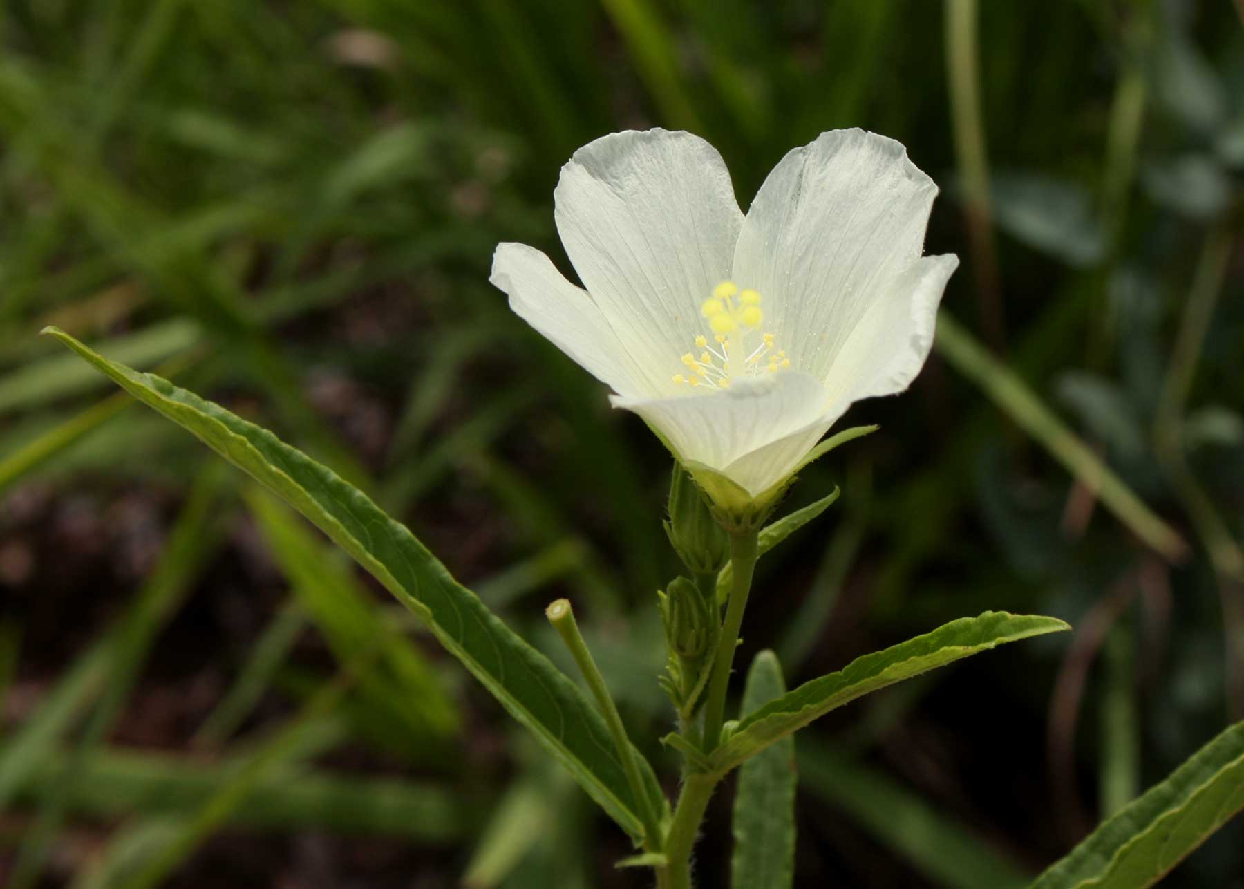 Hibiscus articulatus