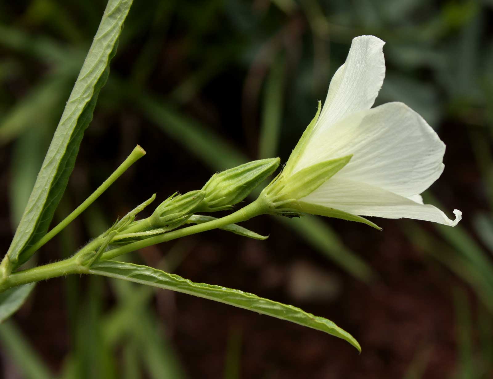 Hibiscus articulatus Hibiscus articulatus