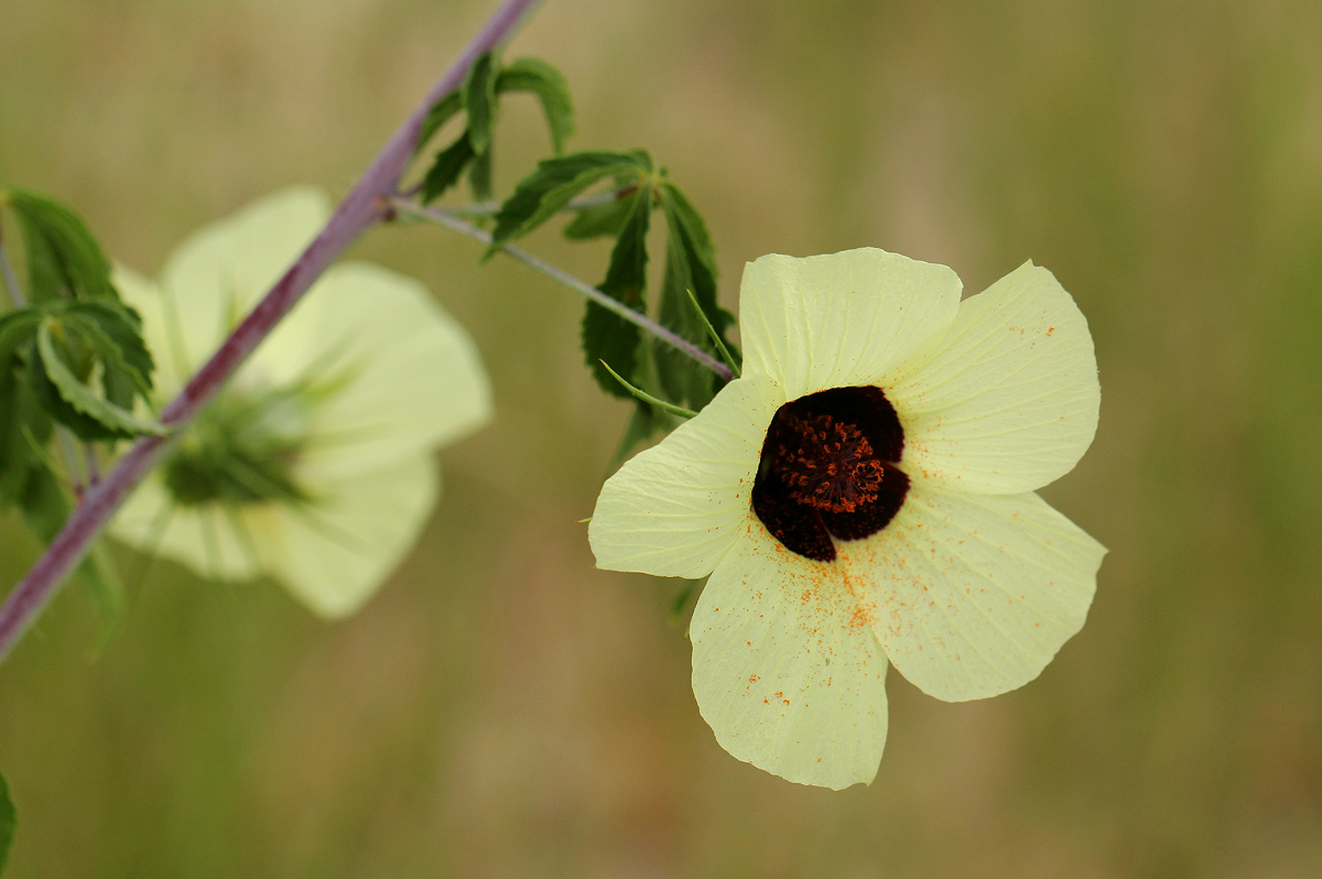 Hibiscus caesius Hibiscus caesius