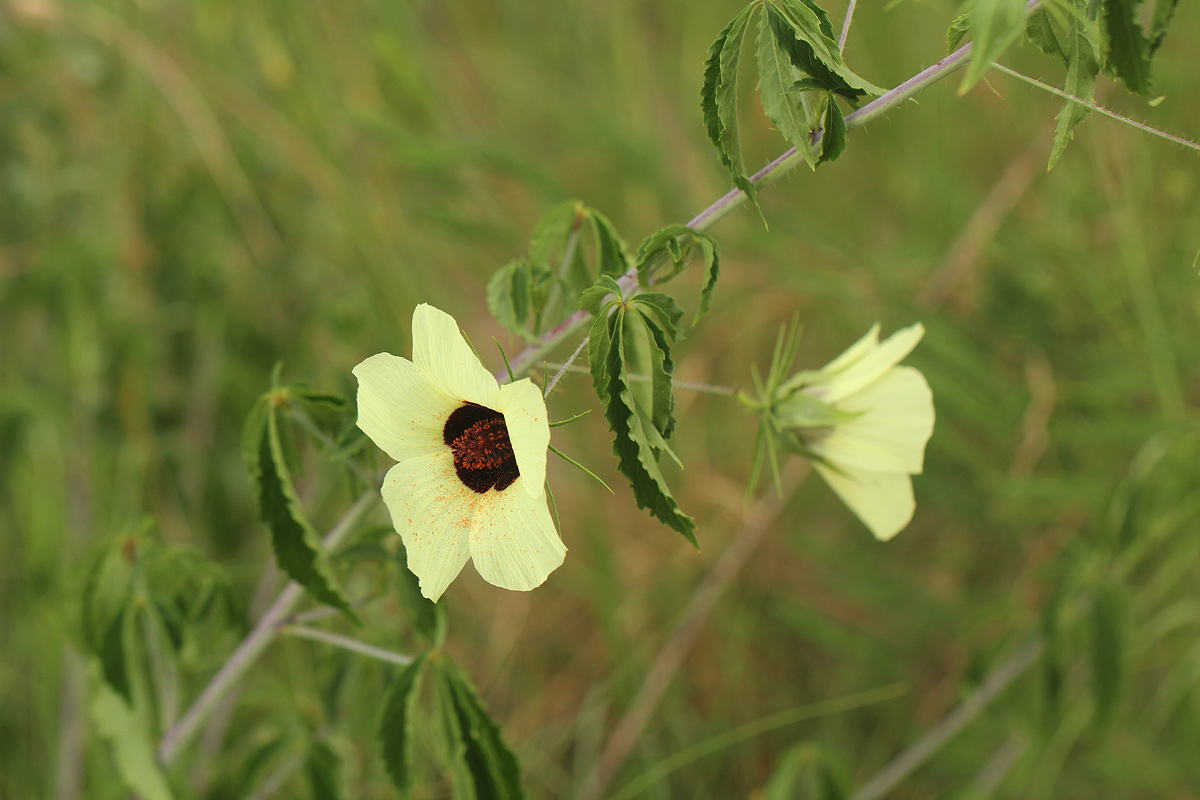 Hibiscus caesius