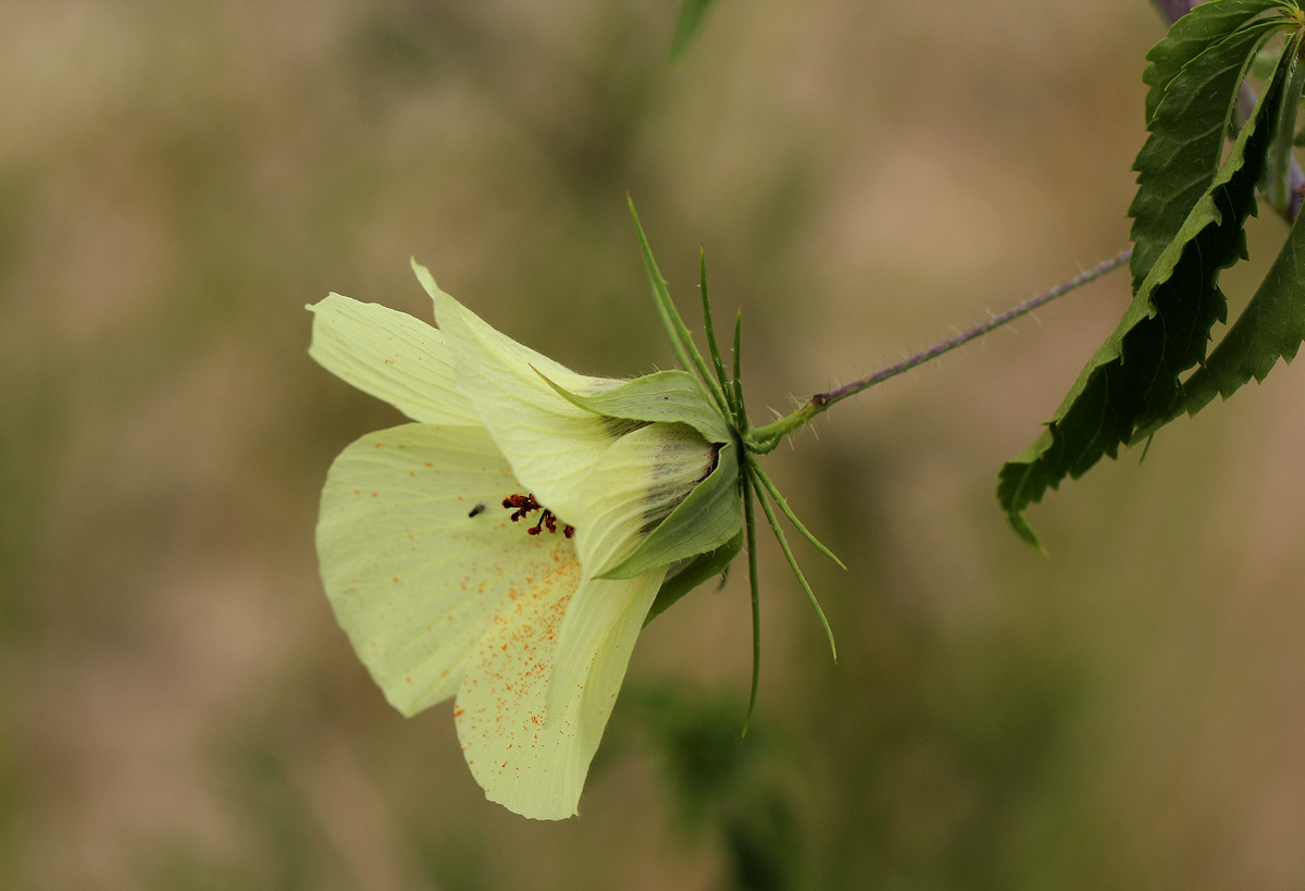 Hibiscus caesius