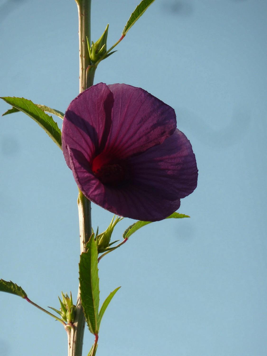 Hibiscus cannabinus