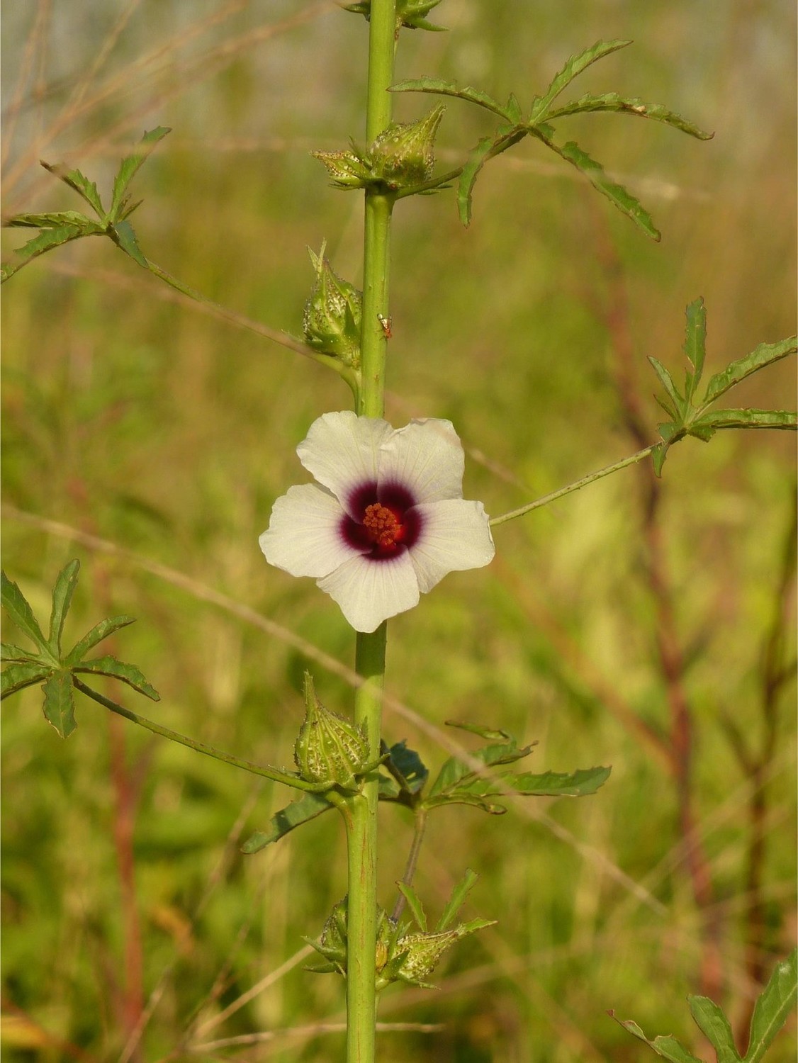 Hibiscus cannabinus