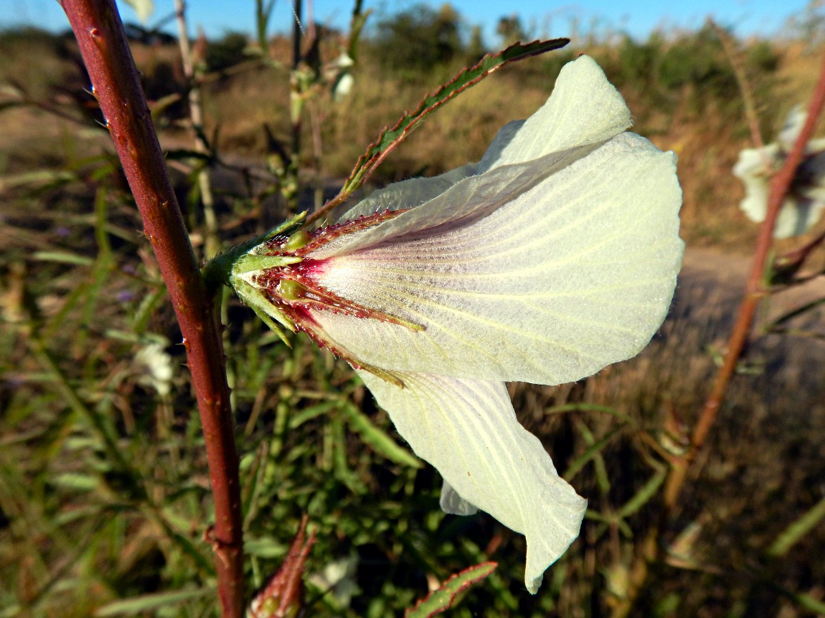 Hibiscus cannabinus