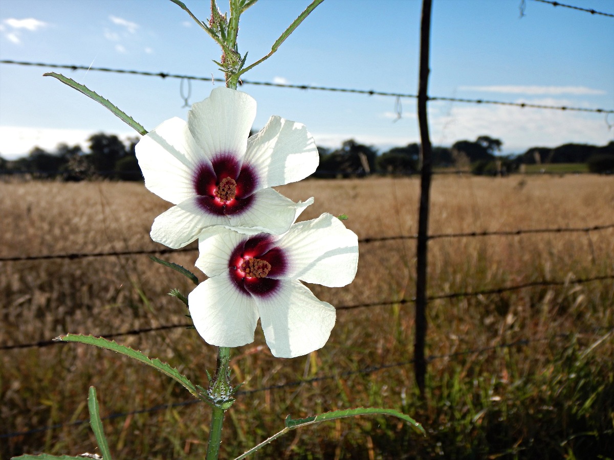Hibiscus cannabinus