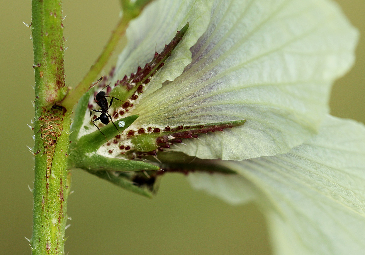 Hibiscus cannabinus