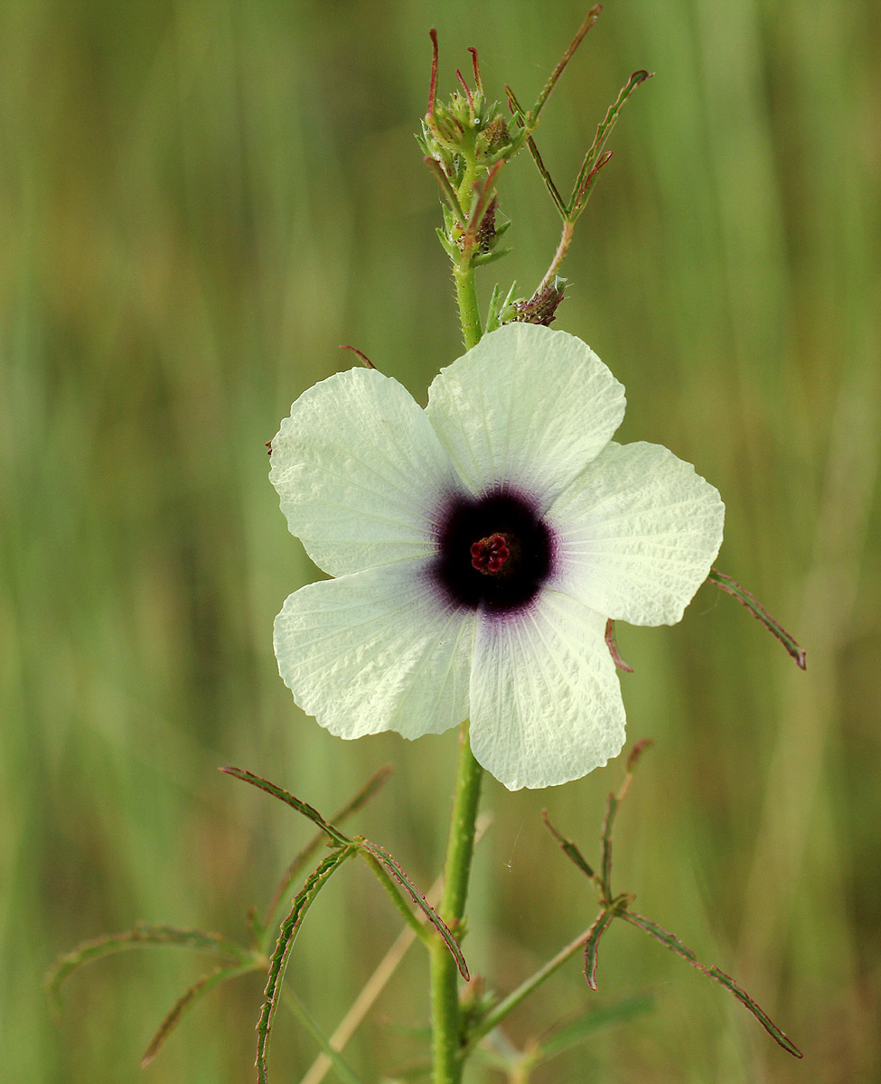 Hibiscus cannabinus