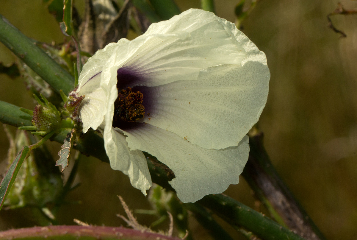 Hibiscus cannabinus Hibiscus cannabinus