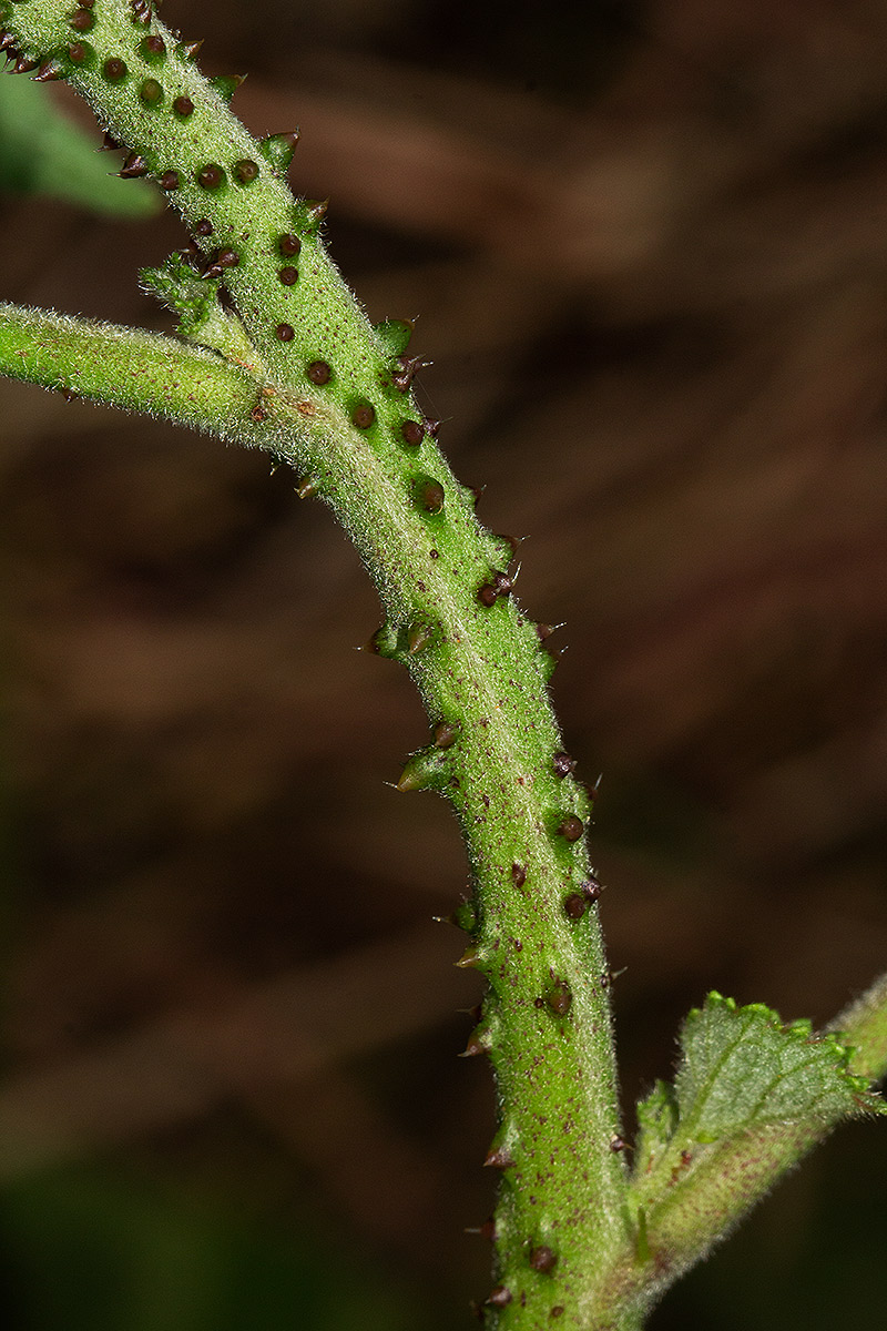 Hibiscus diversifolius subsp. rivularis