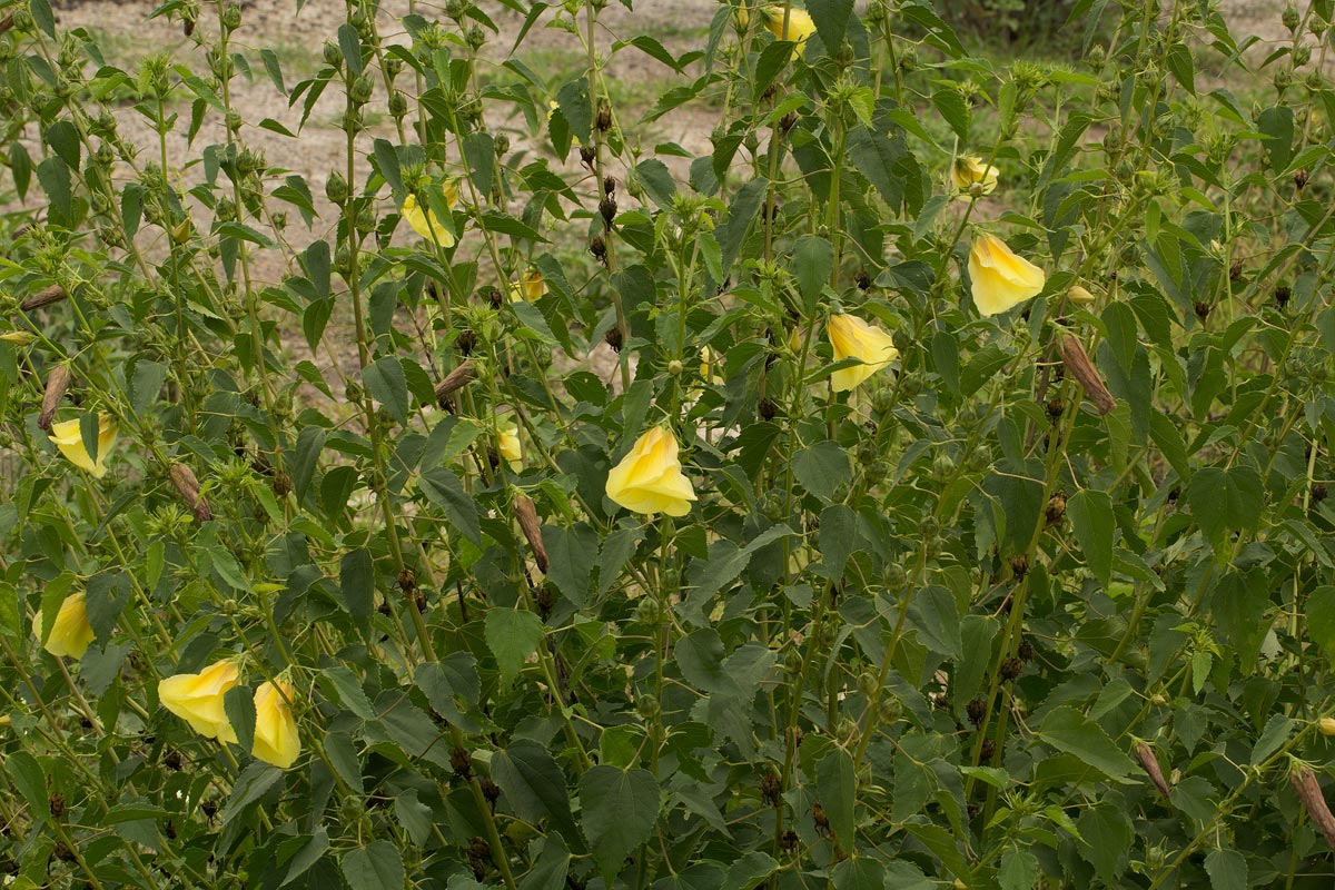 Hibiscus dongolensis